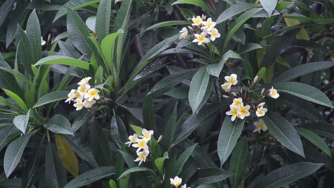大雨中盛开的鸡蛋花们2