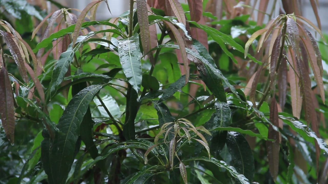大雨中的芒果树新老嫩叶