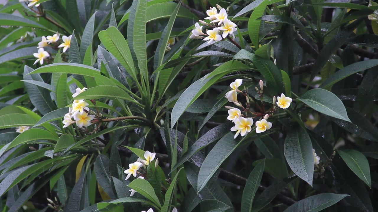 大雨中的鸡蛋花树