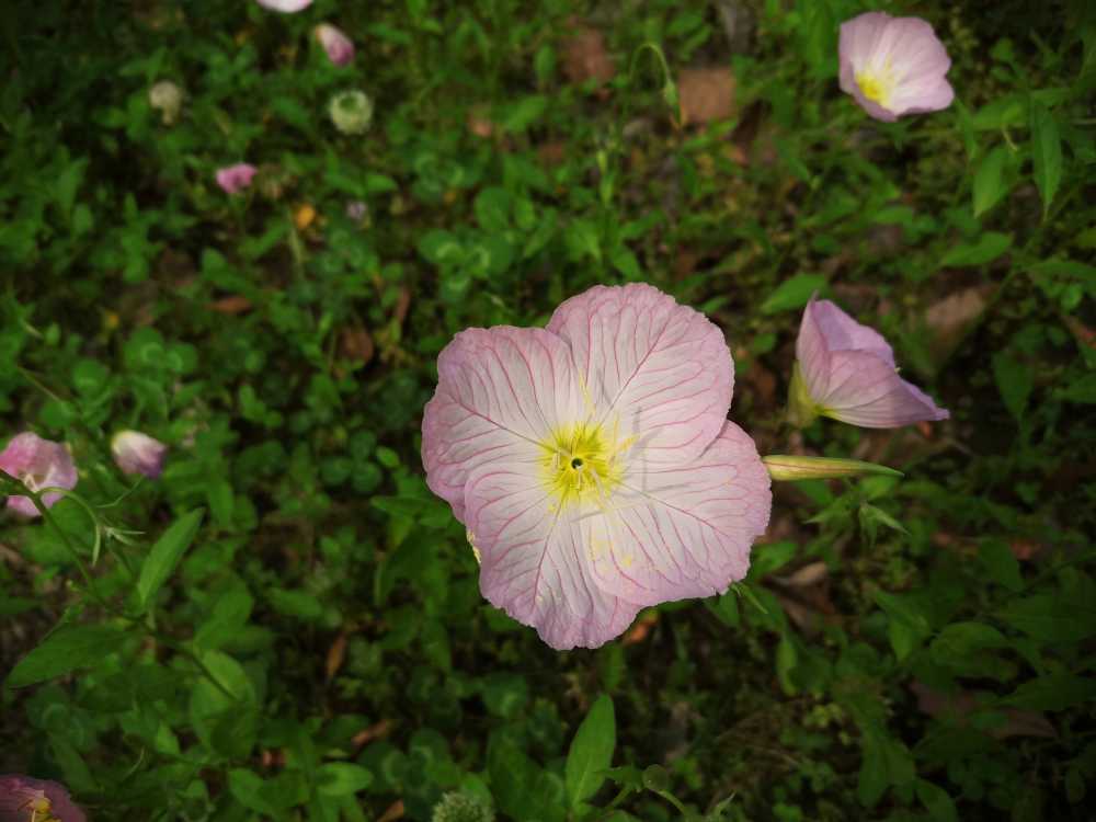 美丽月见草