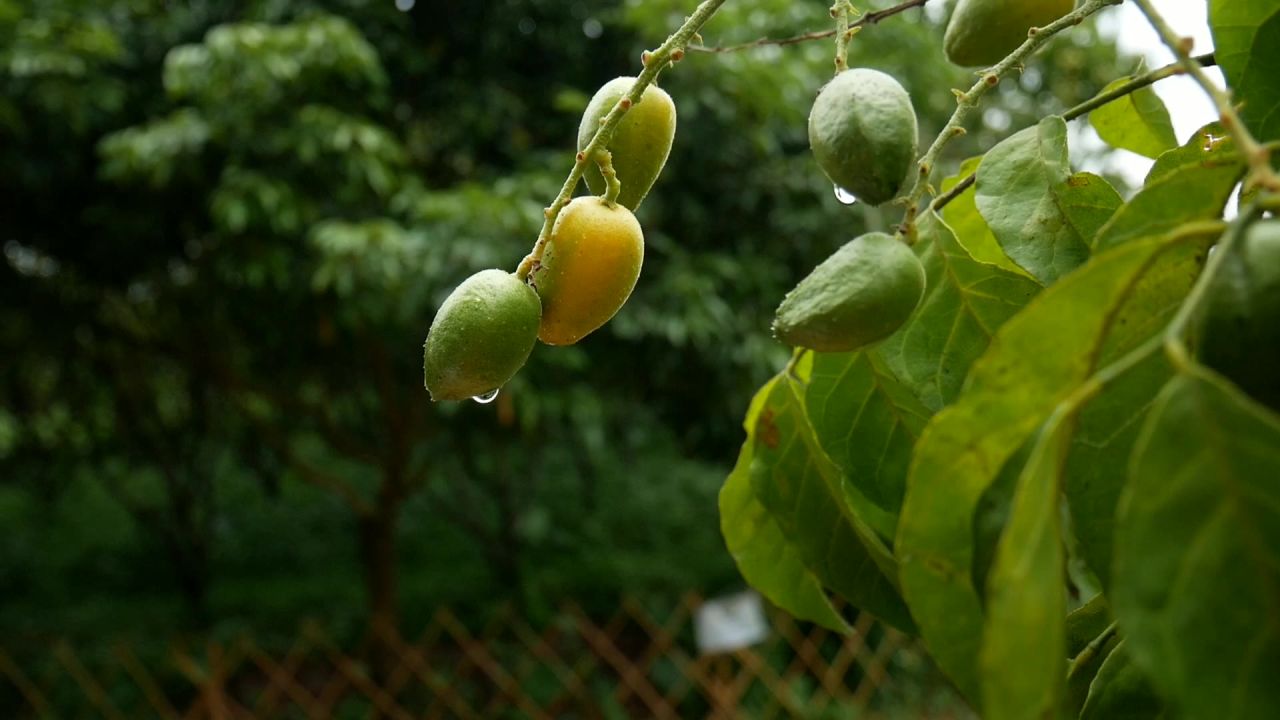 雨后的黄皮果