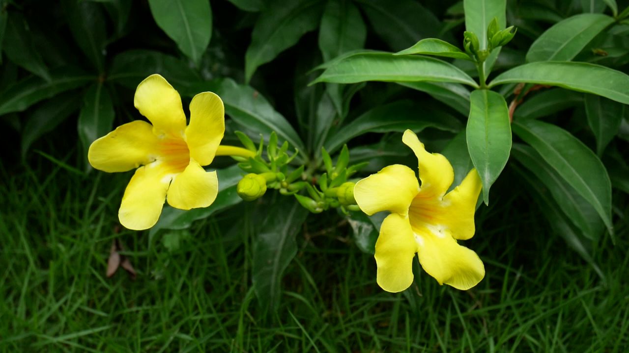 微风中的软枝黄蝉花