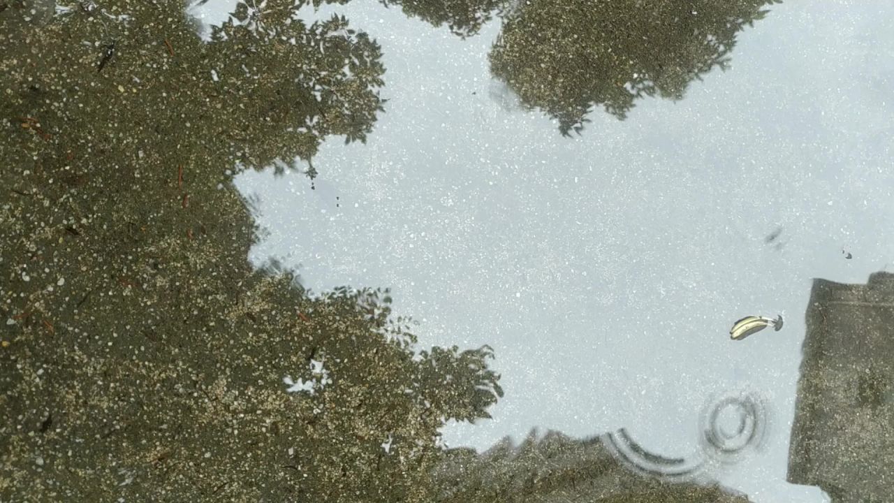 水中倒影和小雨点(静音)