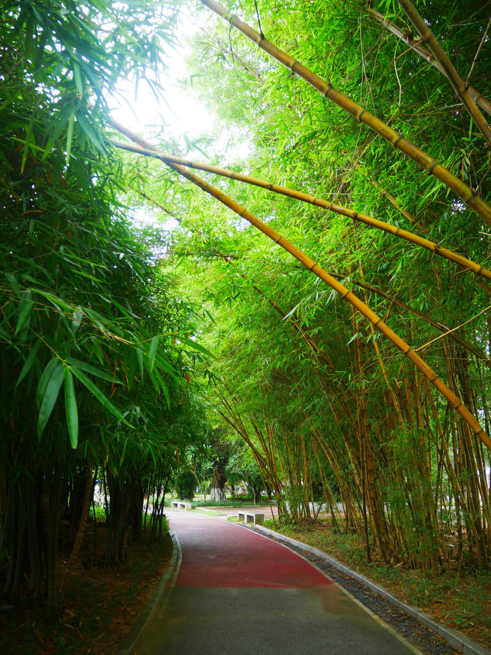竹林小道(黄金间碧竹)