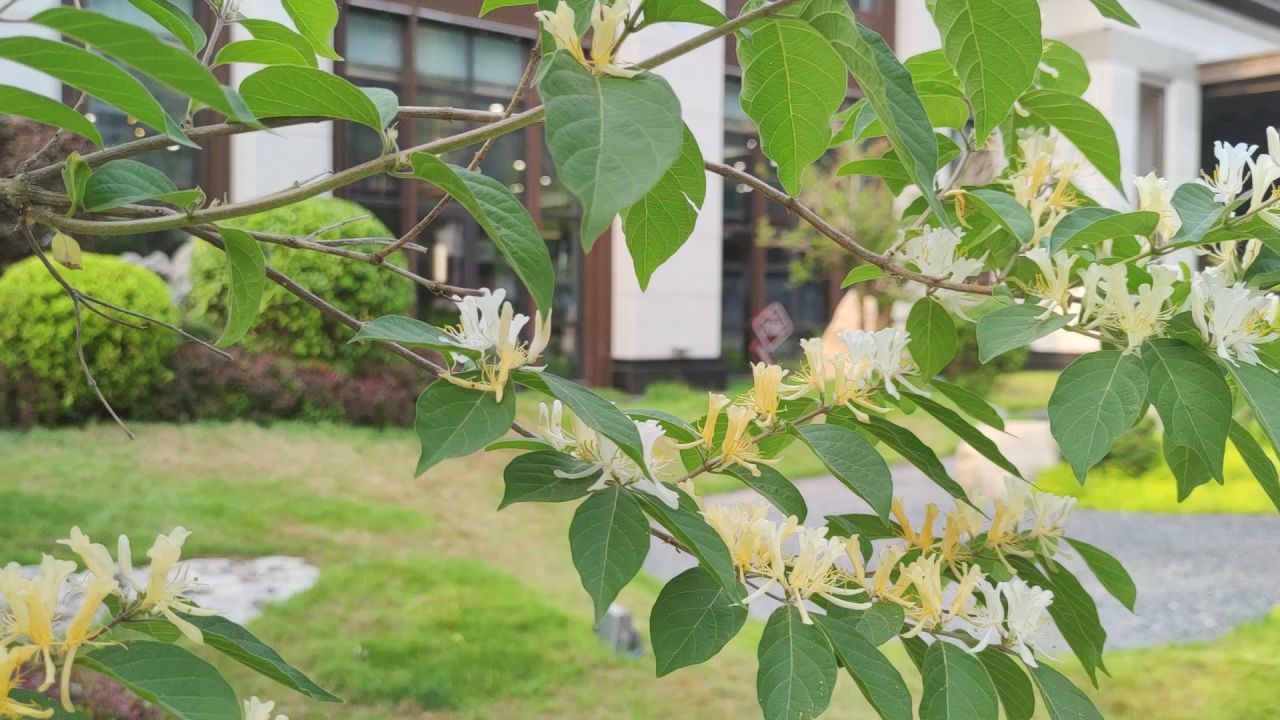 风景