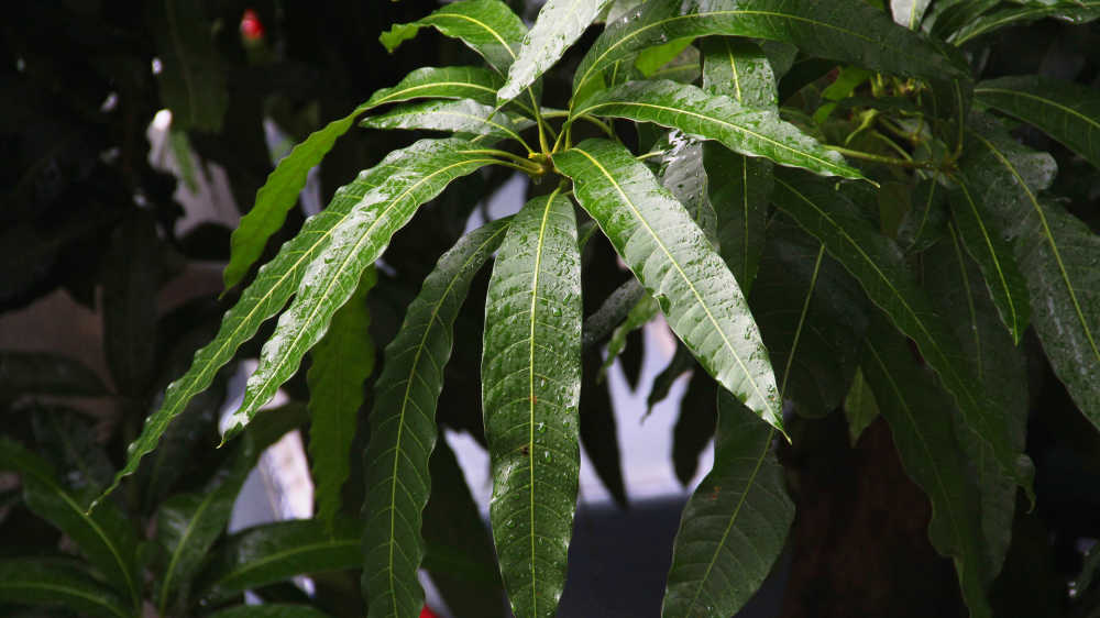 小雨中的芒果树叶