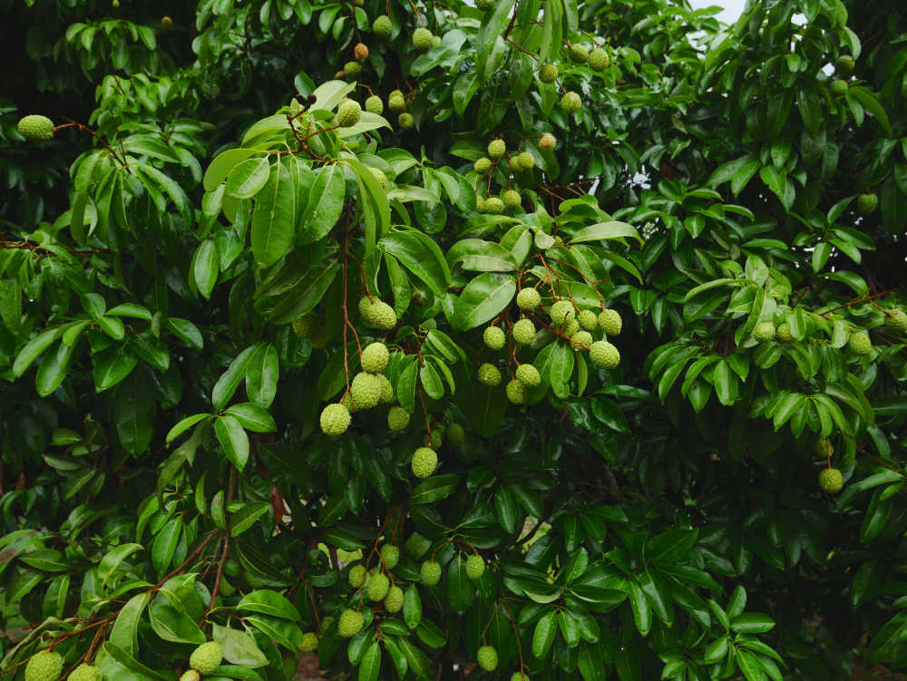 荔枝新果挂满树