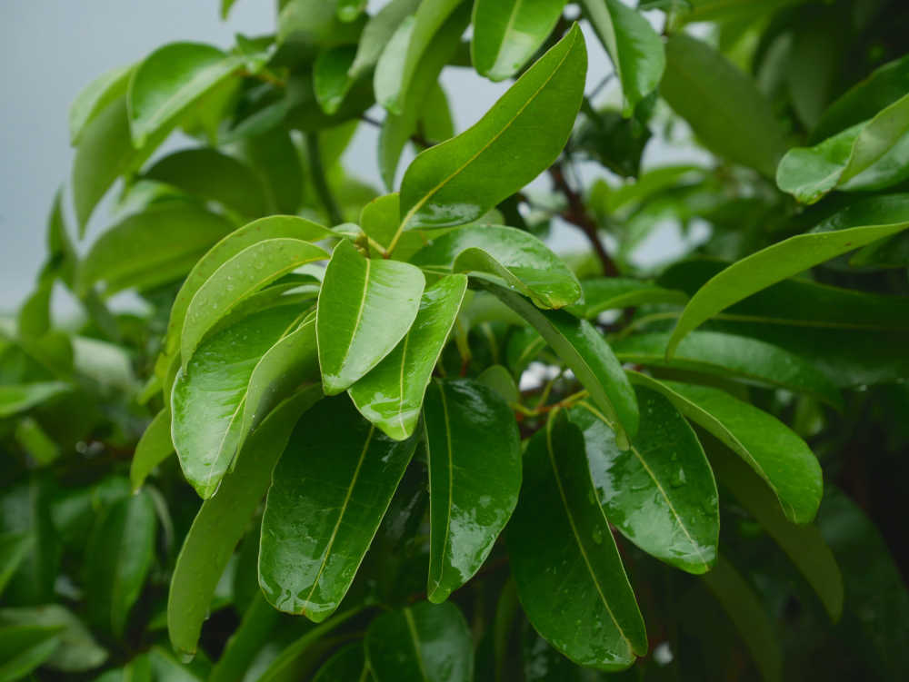 雨后的荔枝树梢