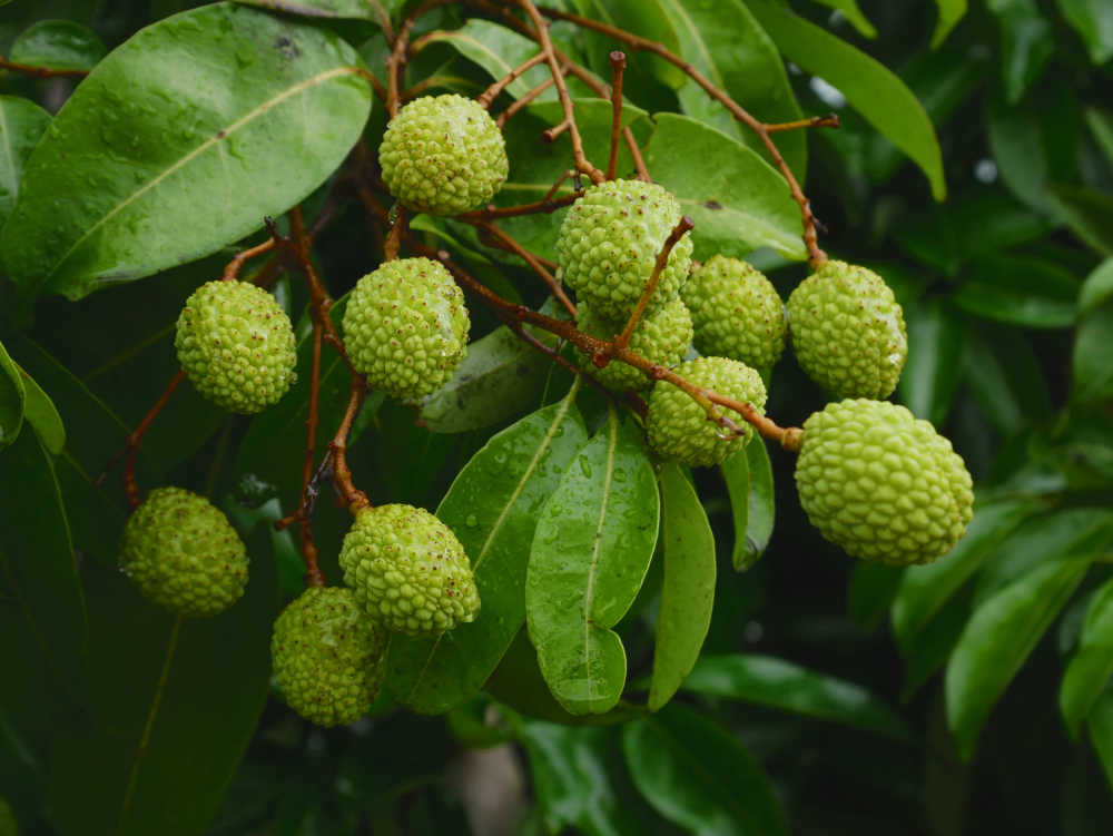 荔枝新果特写3