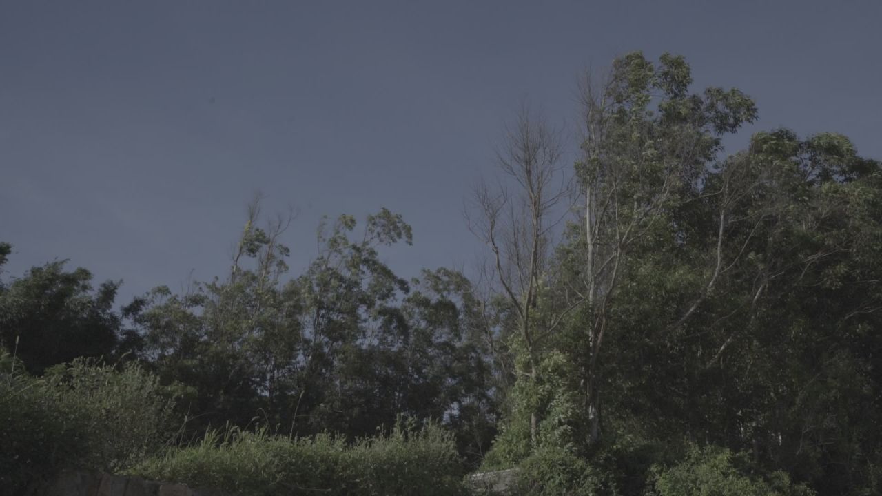 蝉鸣的小树林