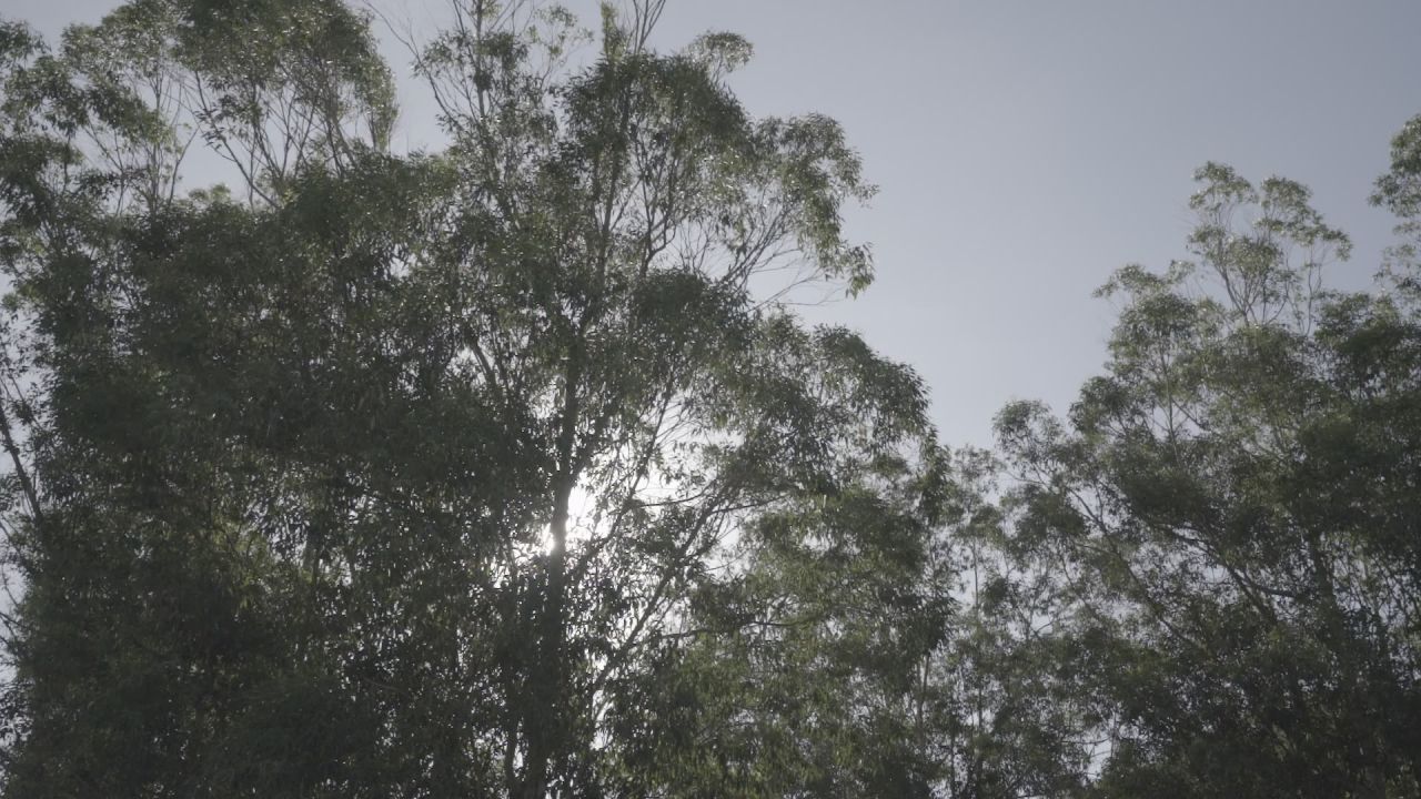 夏天蝉鸣的小树林