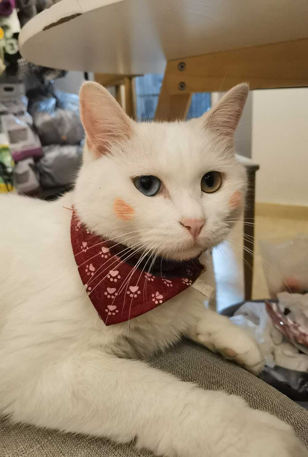 CAT