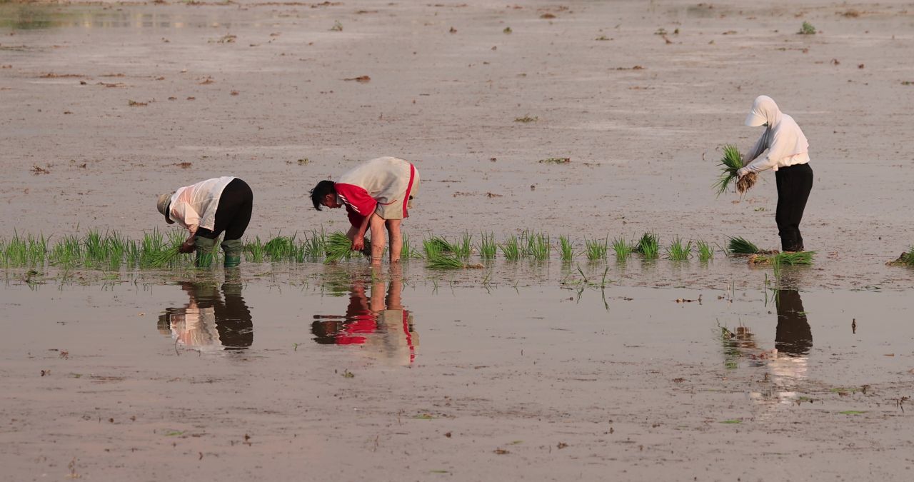 实拍农民种水稻