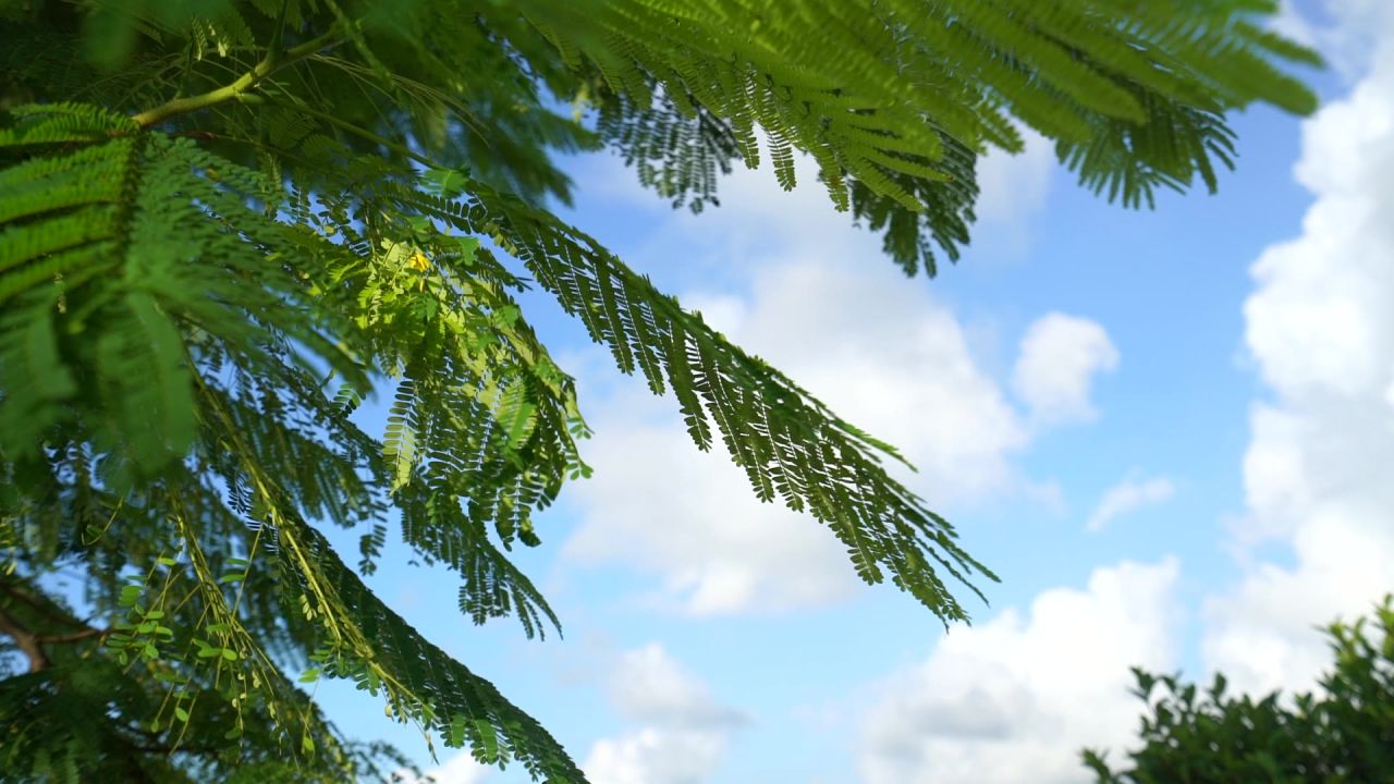 夏天摇曳的树叶