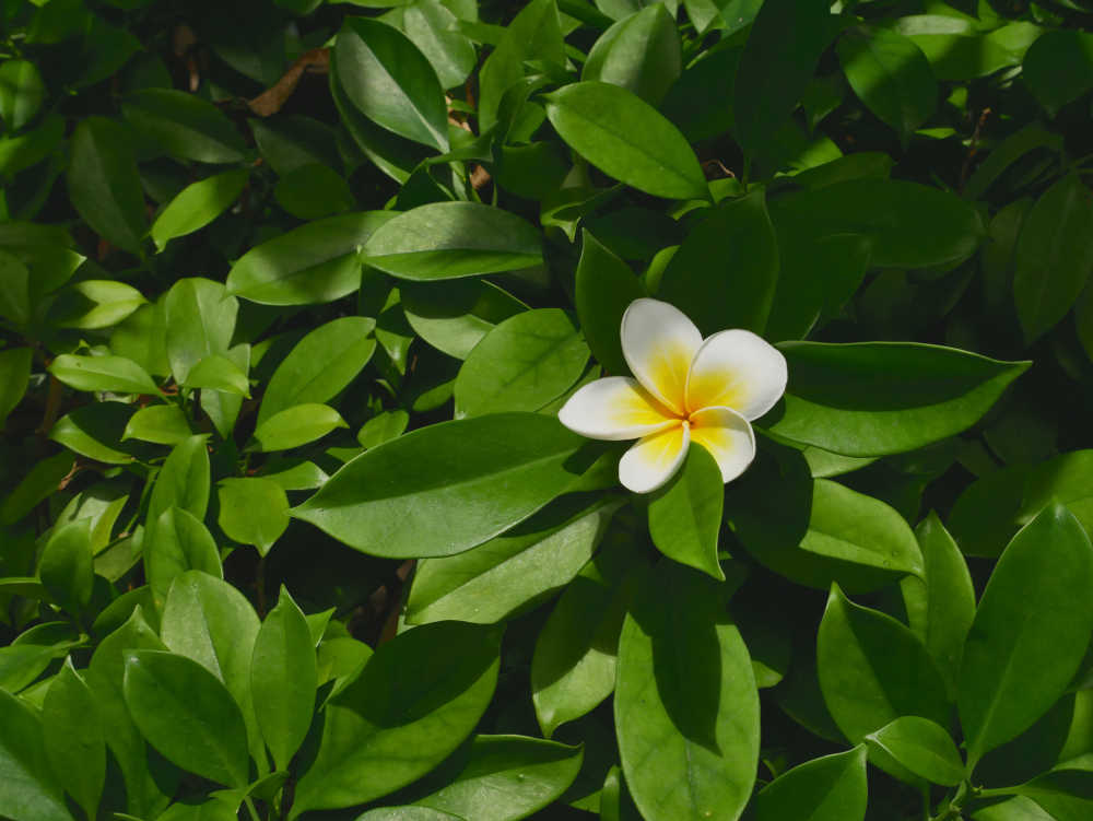 落在灰莉叶上的鸡蛋花