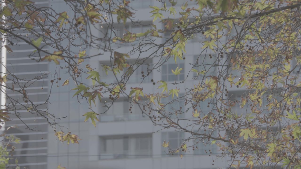 澳洲扫街