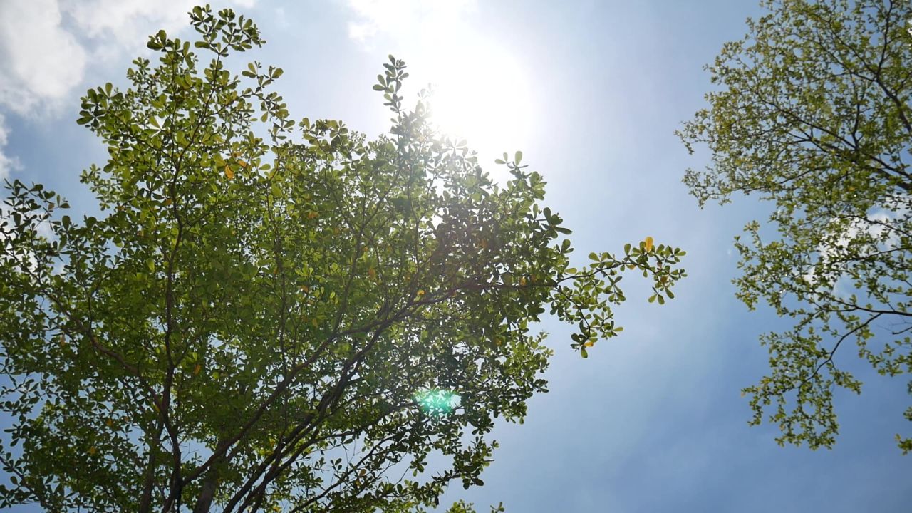 夏日的天空和树
