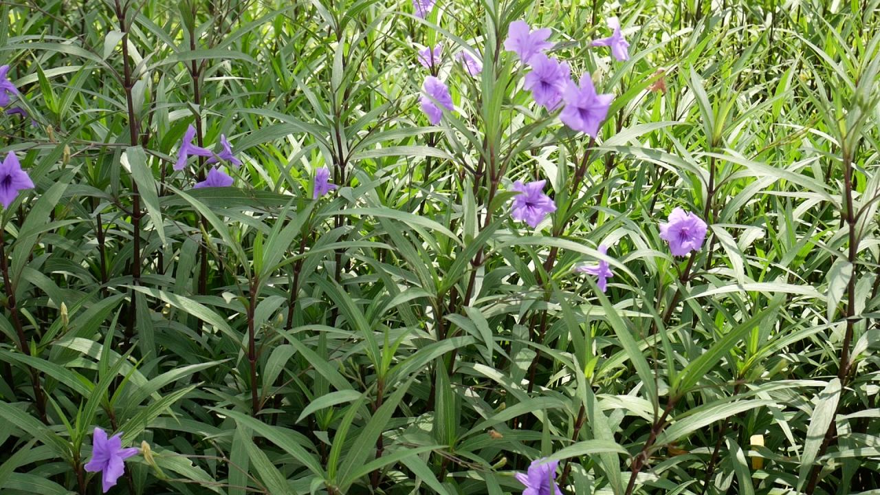 阳光微风蓝花草