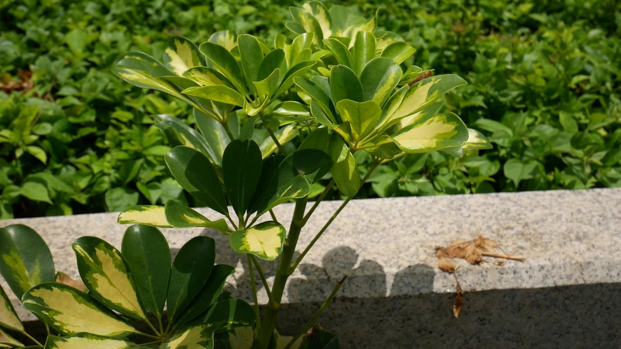 阳光中的花叶鹅掌藤