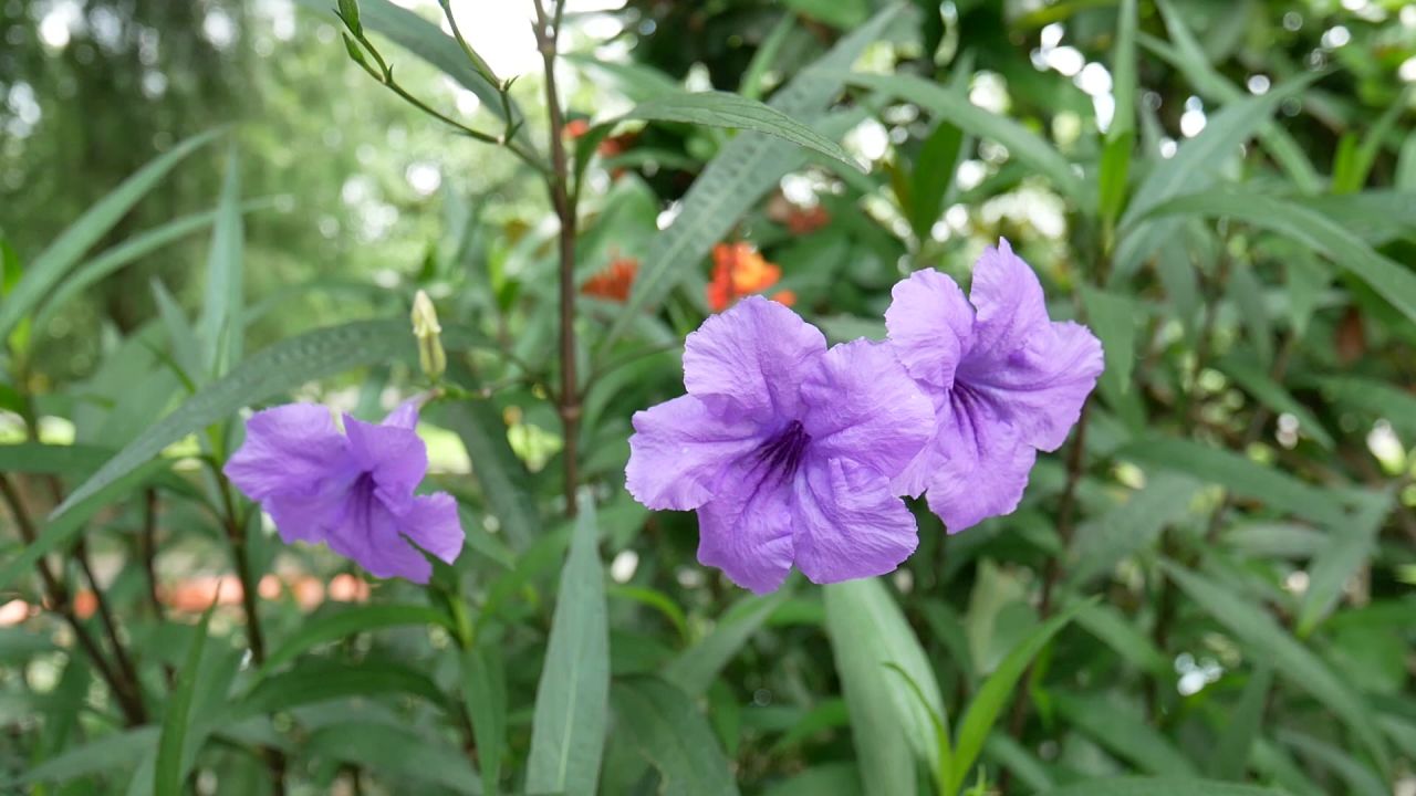微风中的三朵蓝花