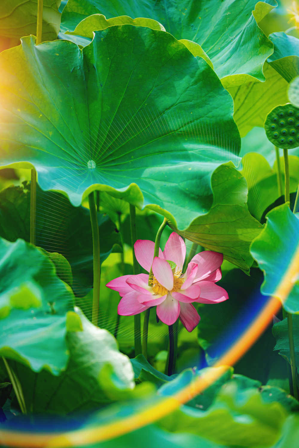 荷