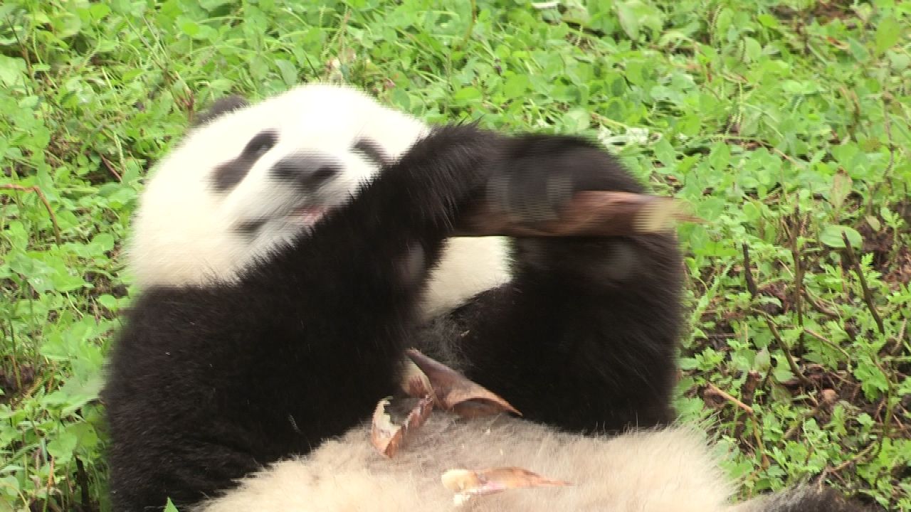 熊猫幼崽吃食记
