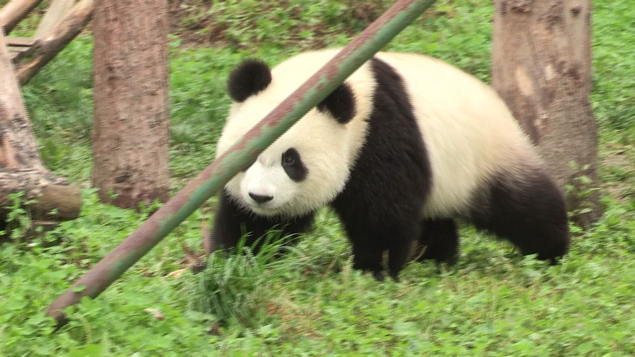 熊猫幼崽吃食记