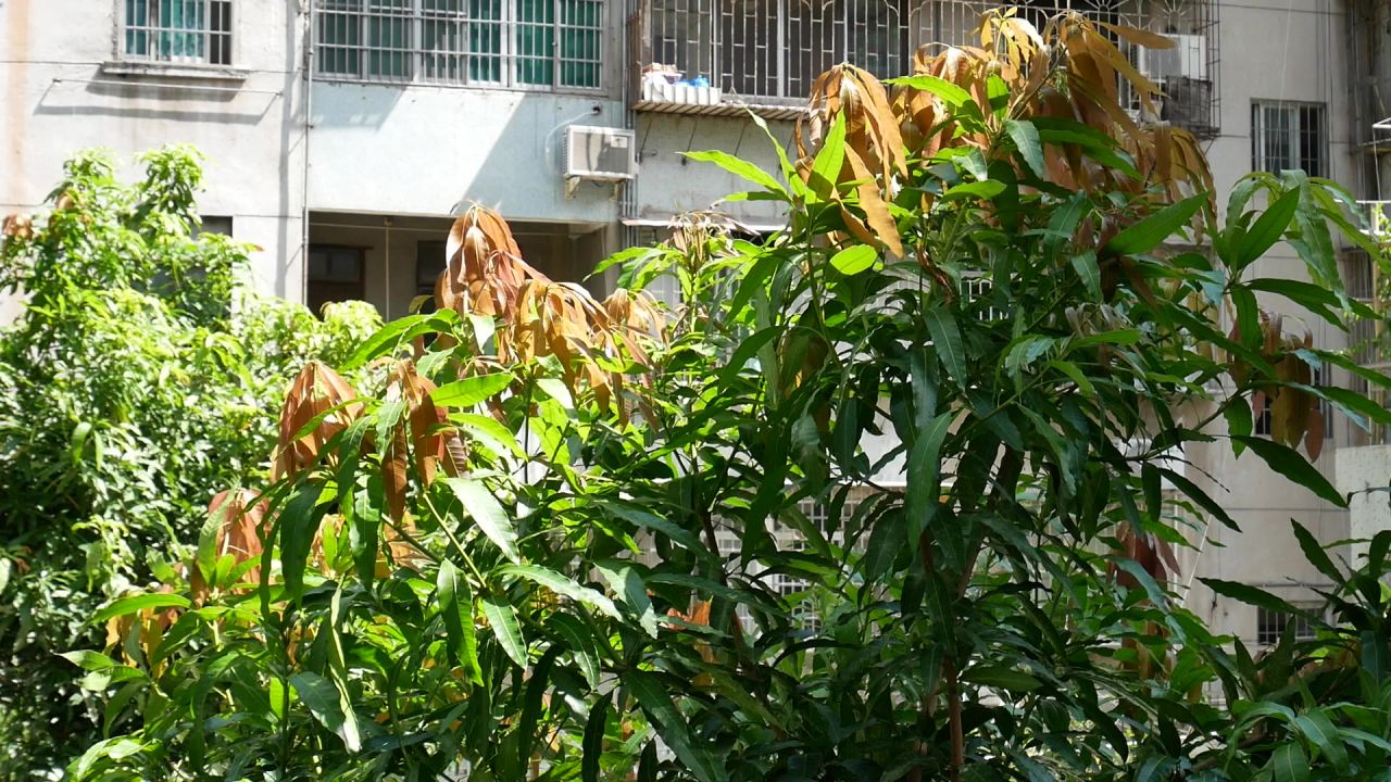 阳光风吹芒果树嫩叶
