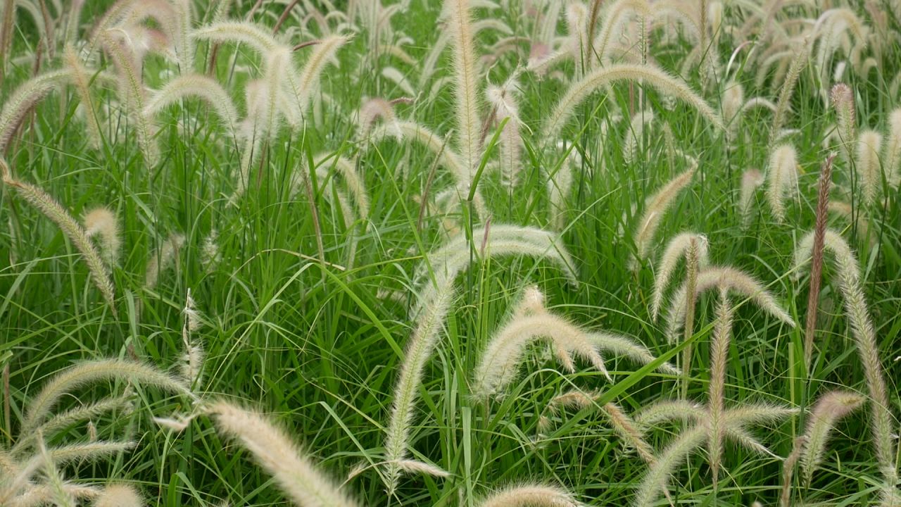 随风摇曳狼尾草