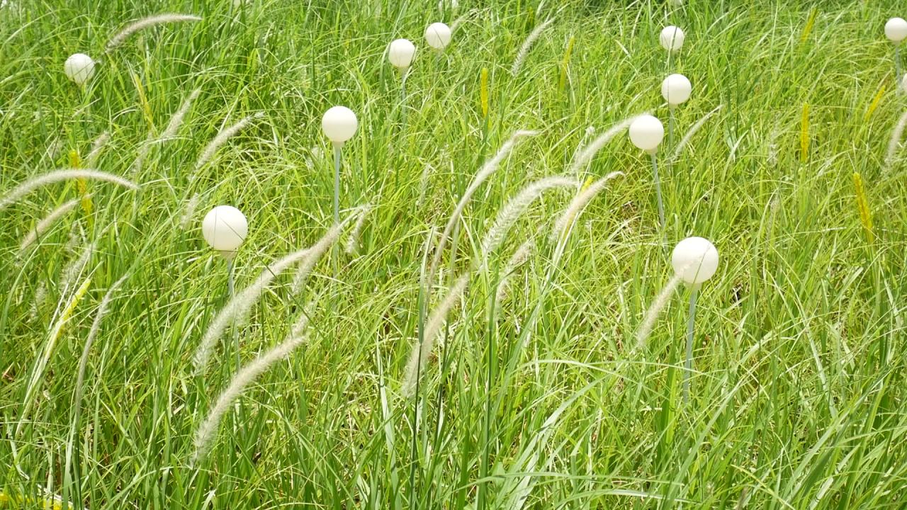 阳光微风狼尾草与灯球