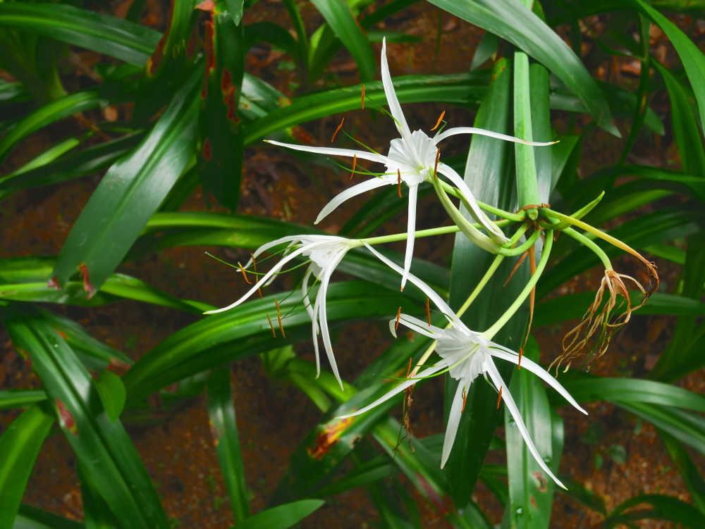 蜘蛛兰花盛开