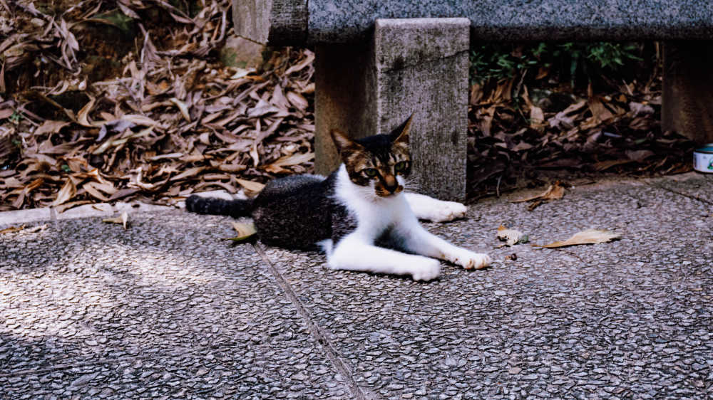 白云山中休息的野猫