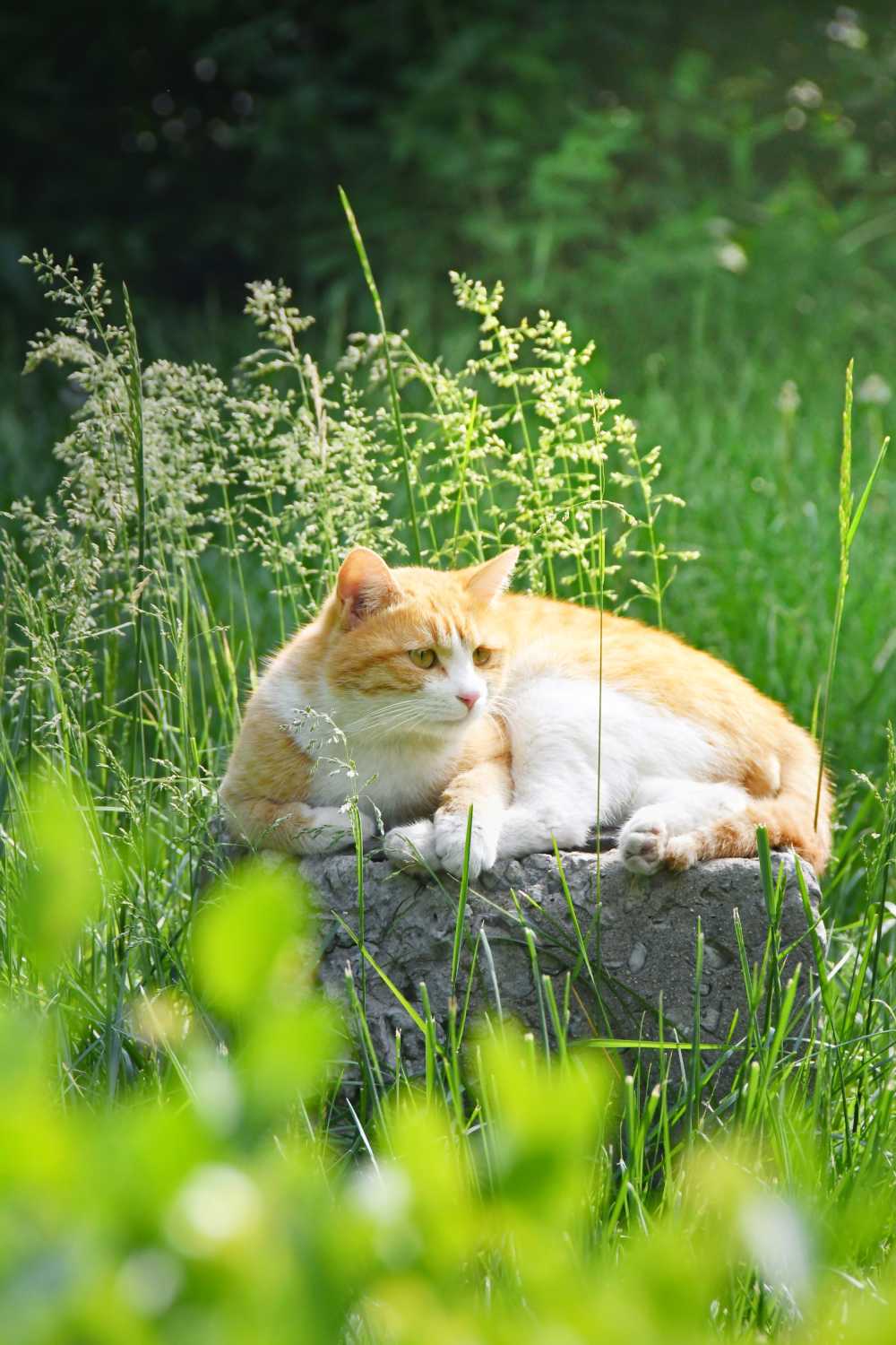 丛间猫