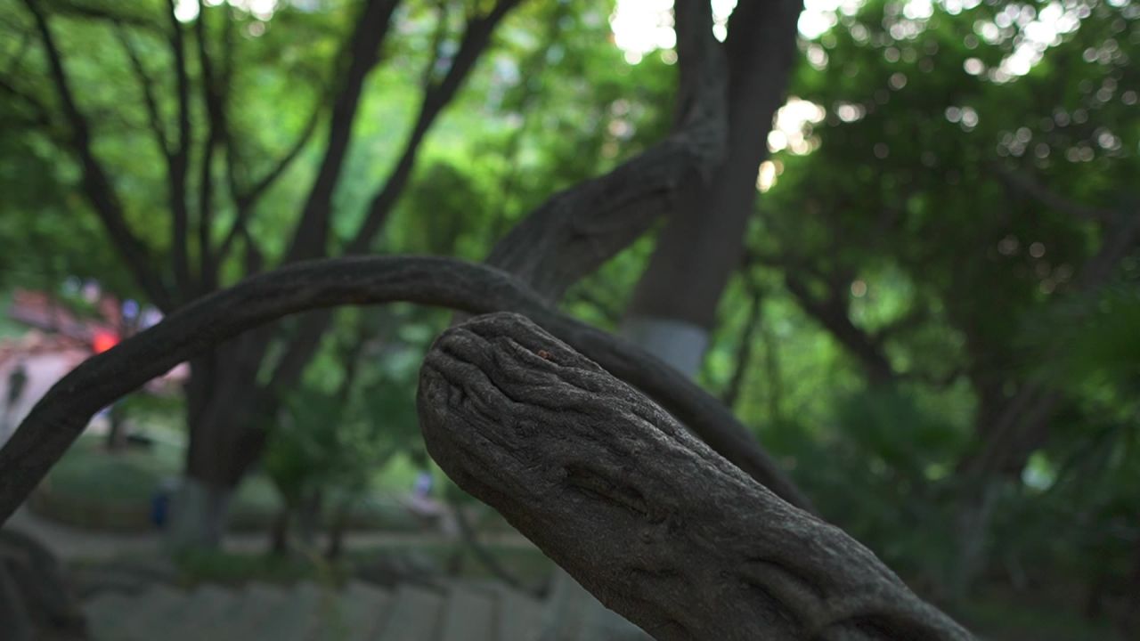 树干