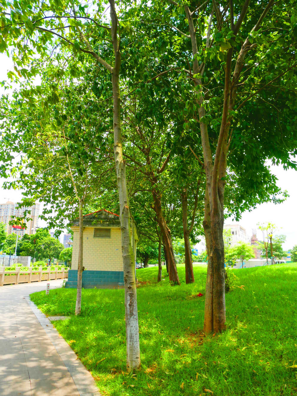晴天河边小树林