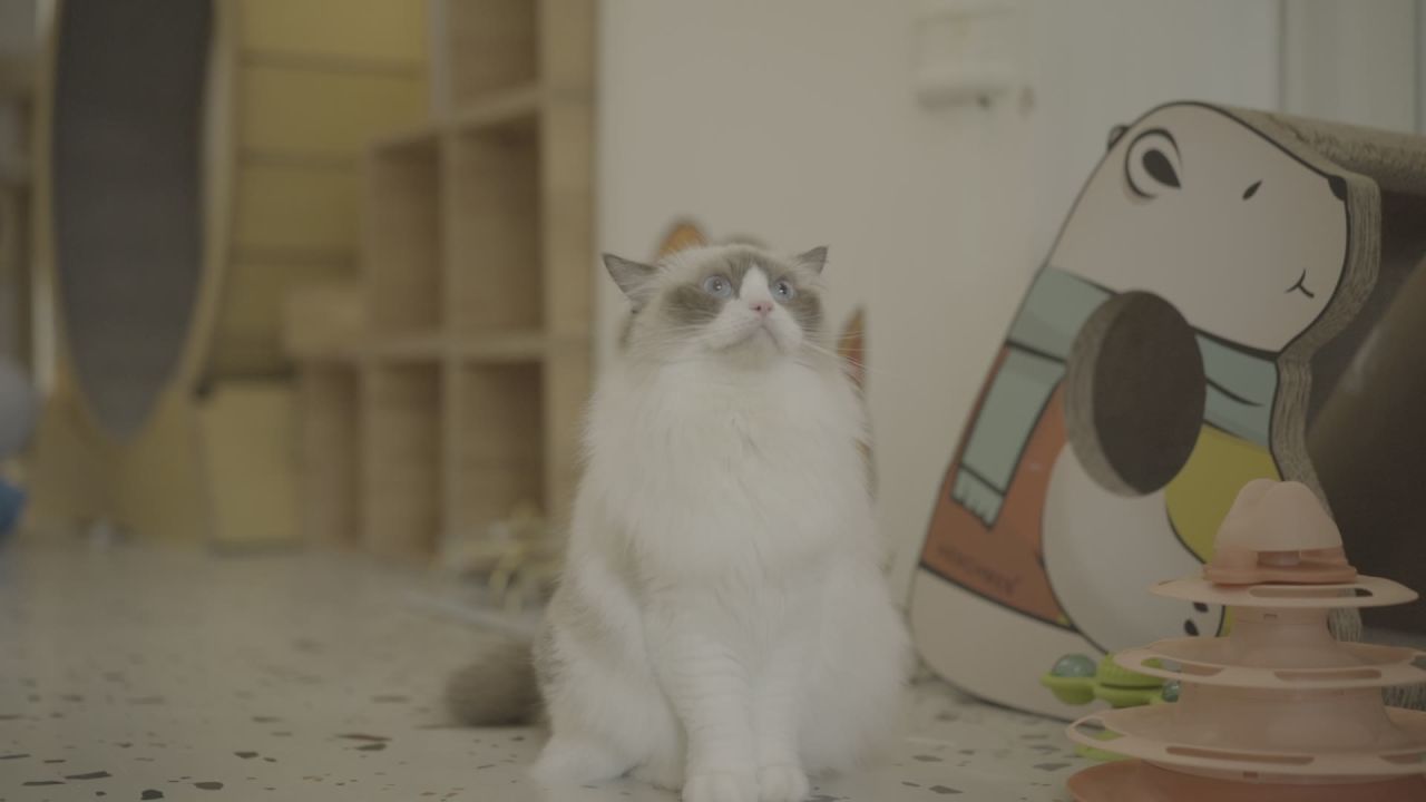 布偶猫素材