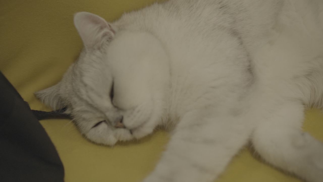 小猫咪打瞌睡