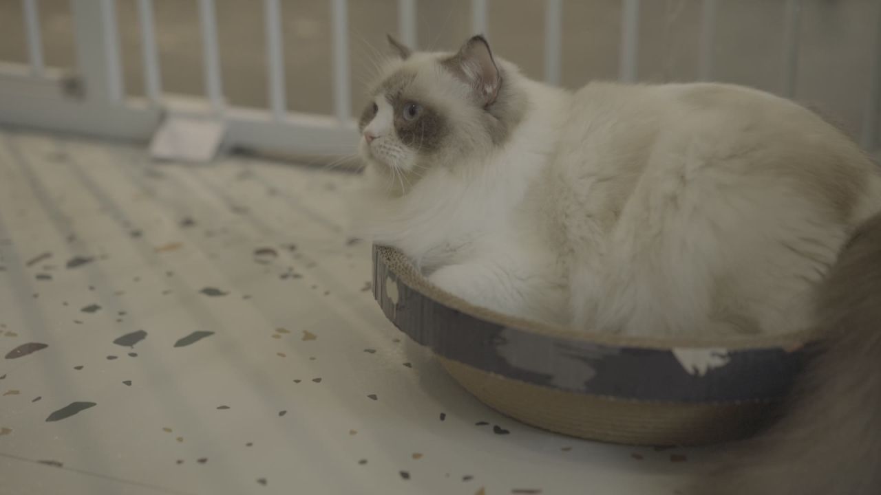 布偶猫素材