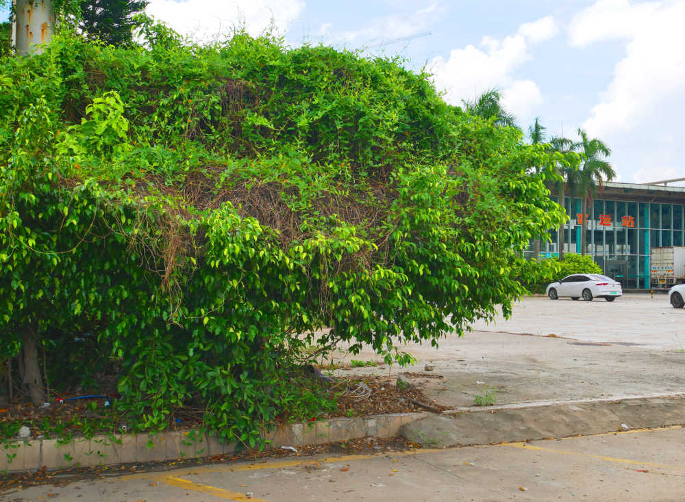 路边的垂叶榕