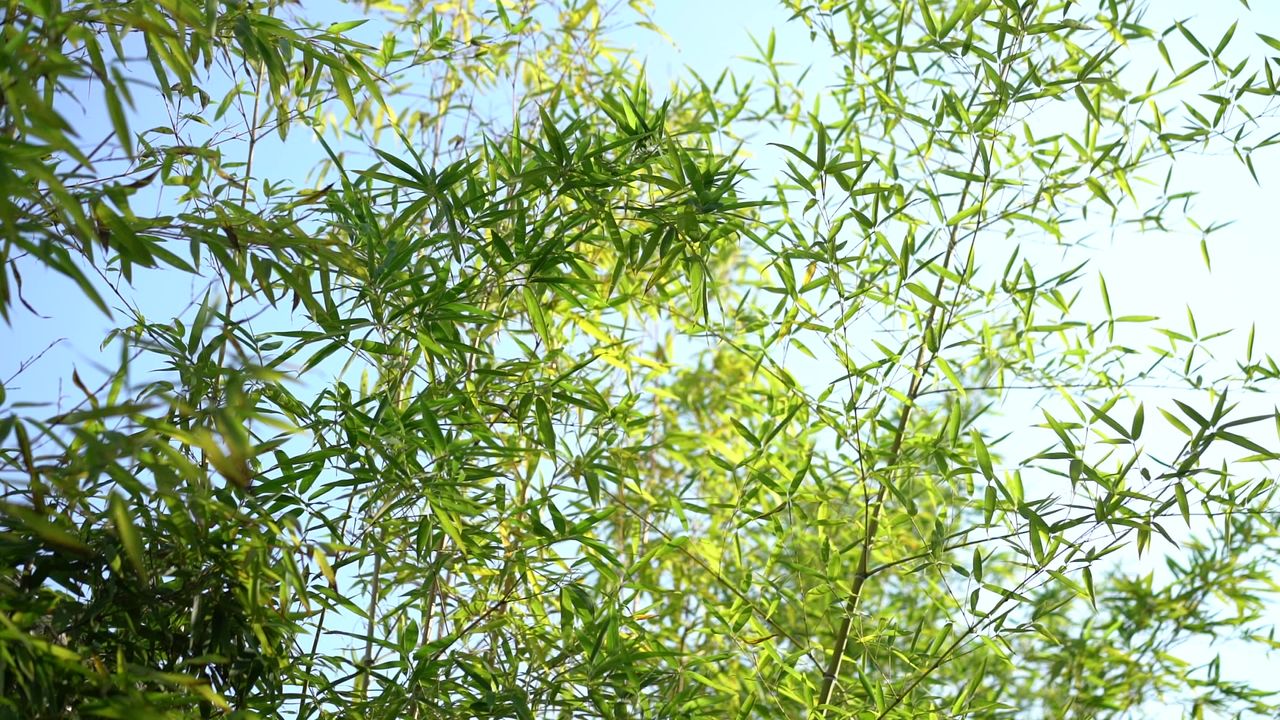 翠绿的树枝