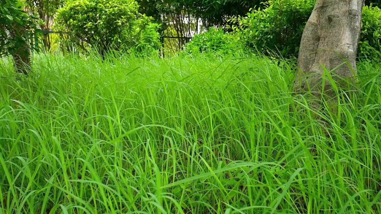 风吹茅草轻轻摇