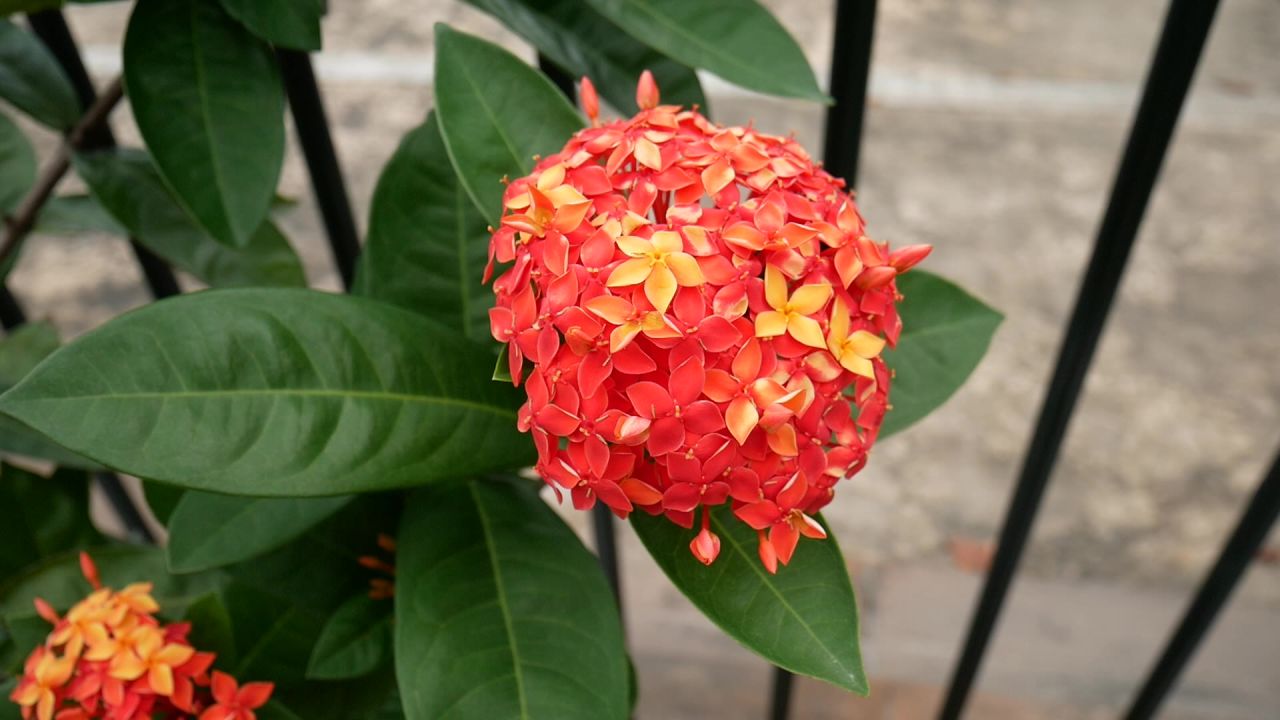 风中龙船花球