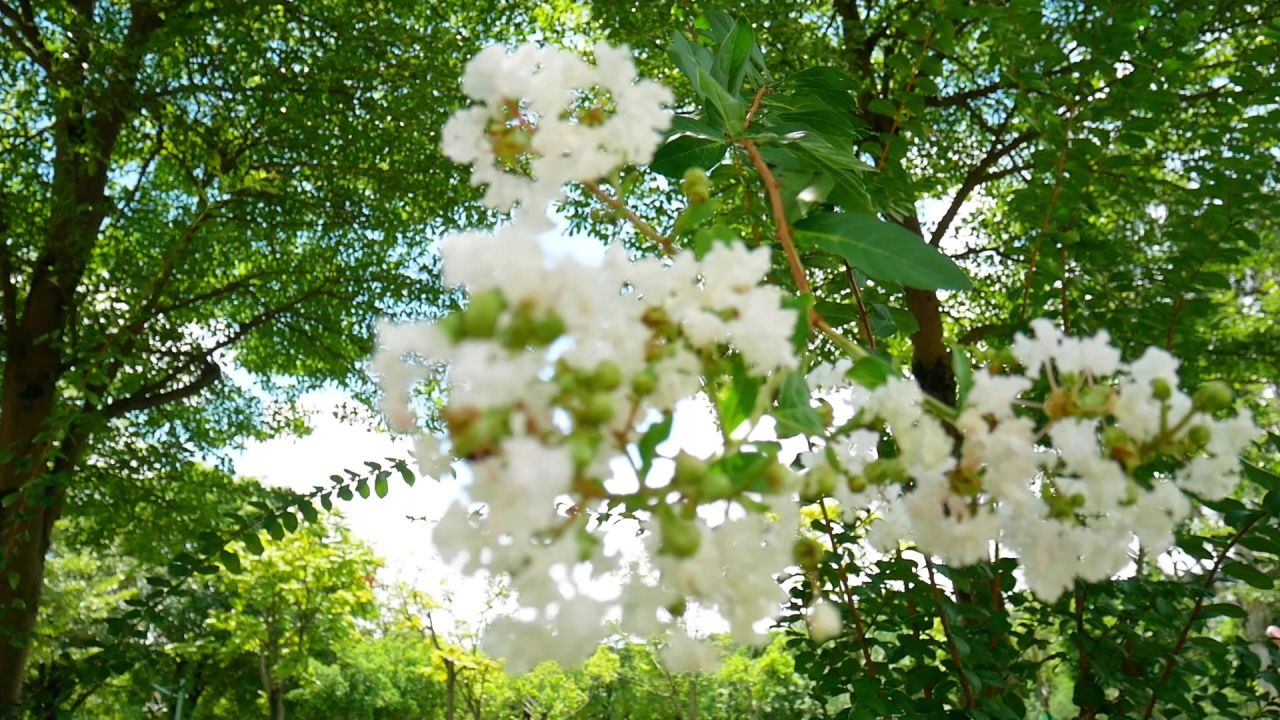 银薇花枝风中摇