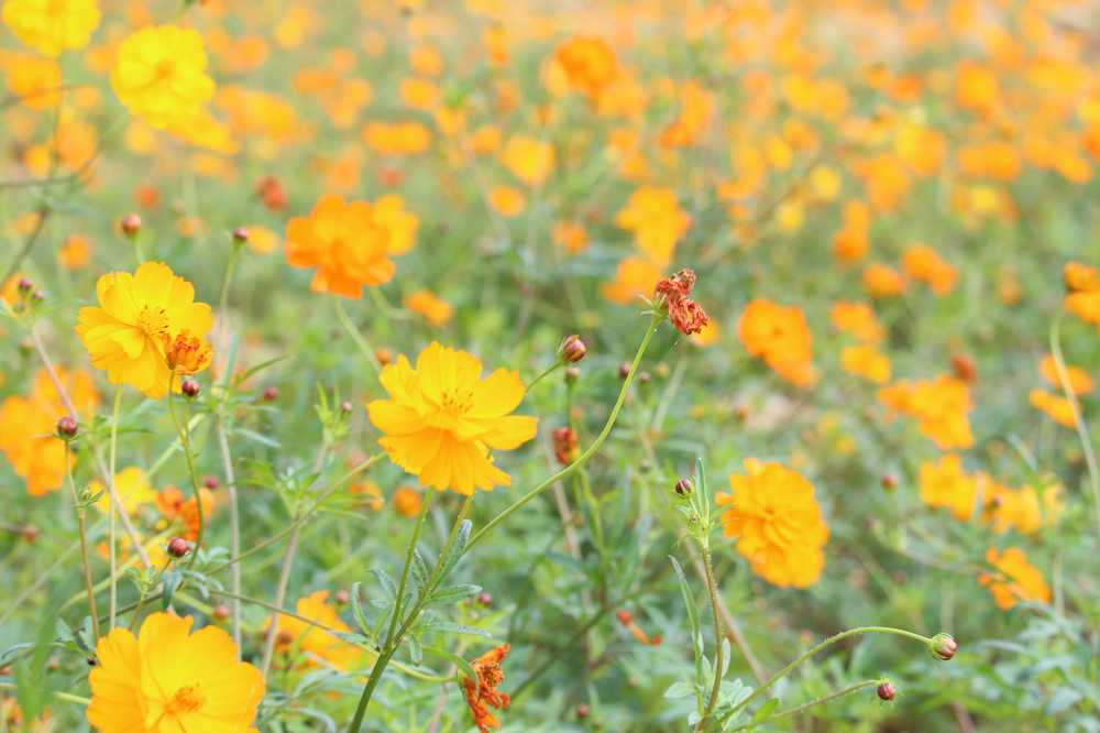 黄花