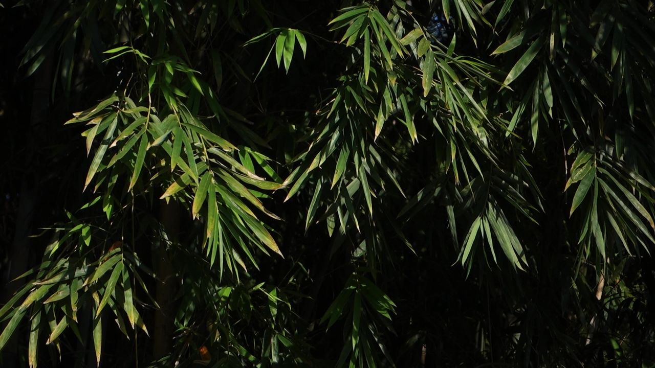竹林间竹叶摇晃阳光倾洒