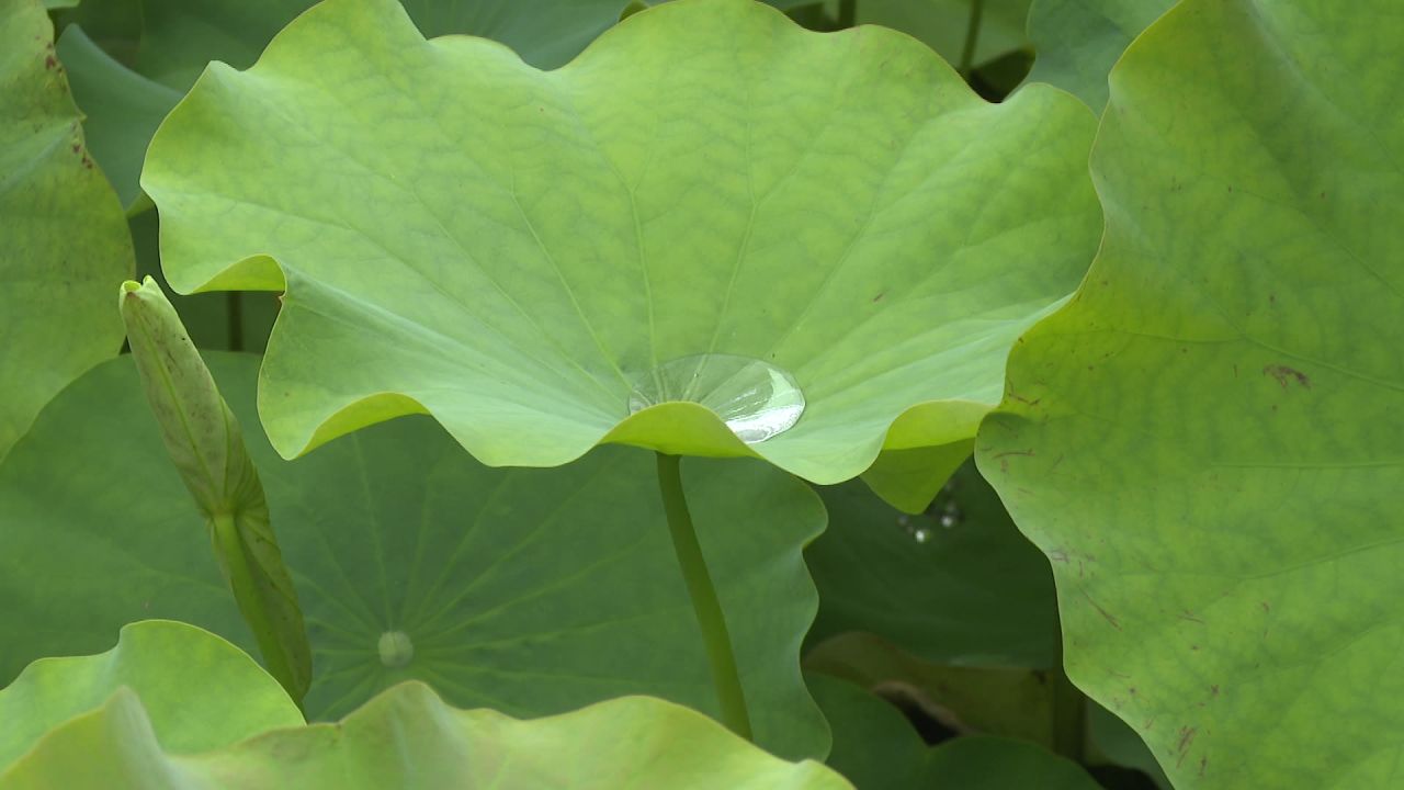 夏日荷花一组