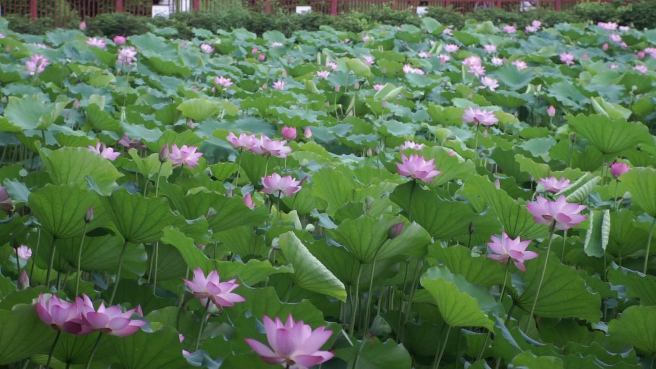 荷花