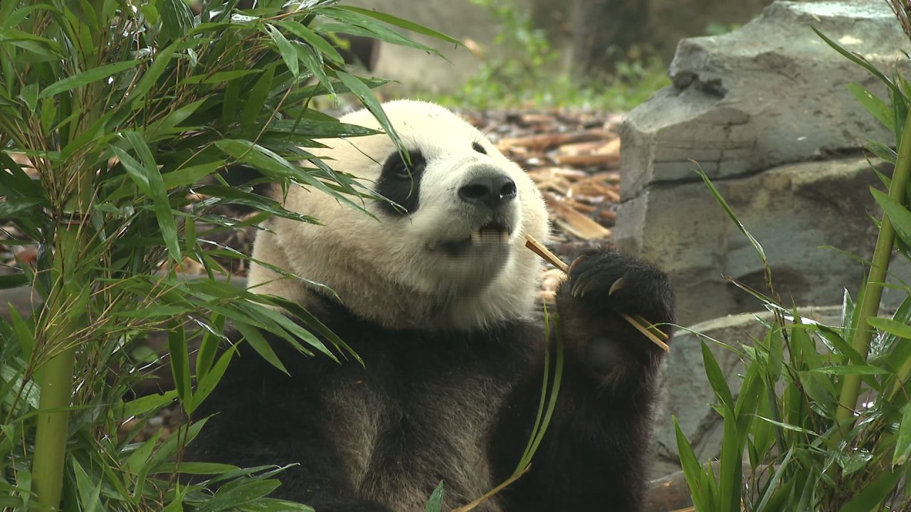 专心致志的吃饭 
