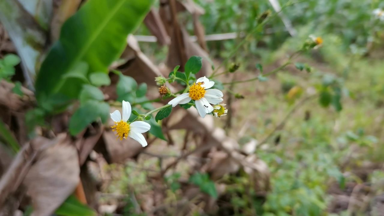 路边的野花