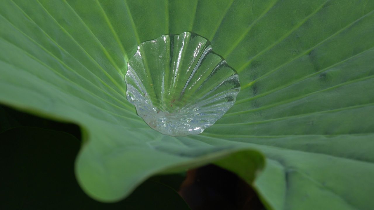 荷叶水滴~2